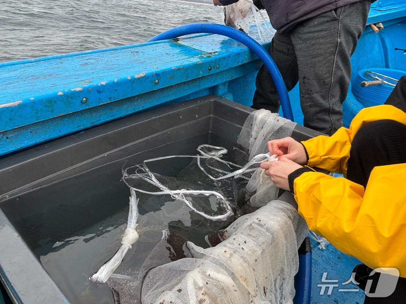 본문 이미지 - 강원도 특산어종 뚝지·도루묵 종자 방류.(강원도 제2청사 제공, 재판매 및 DB 금지) 2026.4.1/뉴스1