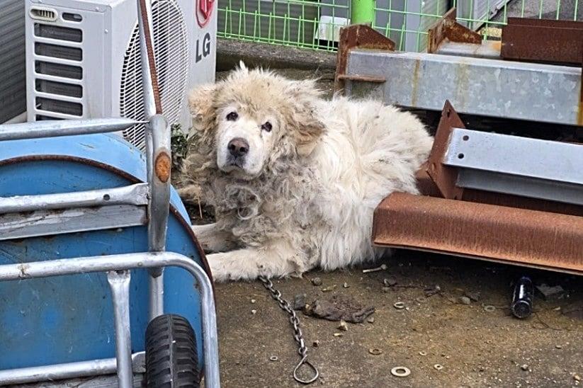 본문 이미지 - 전남 광주 한 산업단지 공장 내에서 발견된 장수. 오랜 기간 공장견으로 묶여 살다 유기된 것으로 추정된다(코난 아빠 제공). ⓒ 뉴스1