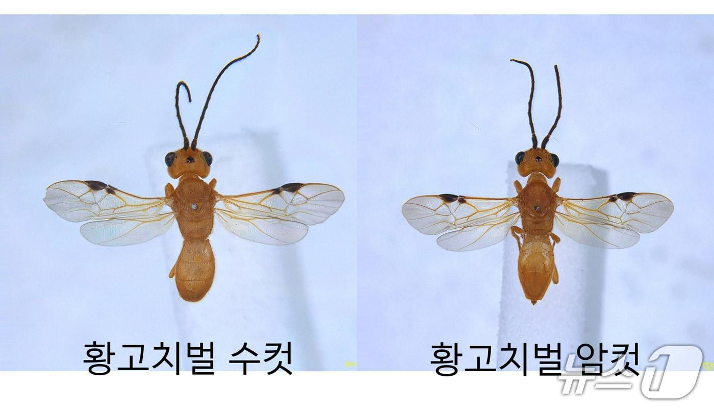 본문 이미지 - 황고치벌 수컷 및 암컷 (산림청 국립산림과학원 제공.재판매 및 DB금지)/뉴스1