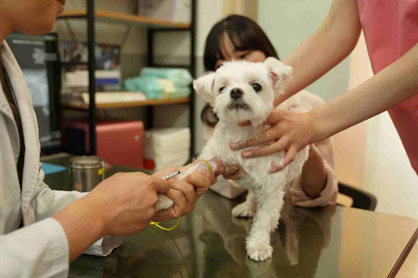 본문 이미지 - 반려동물 예방접종(성동구 제공)