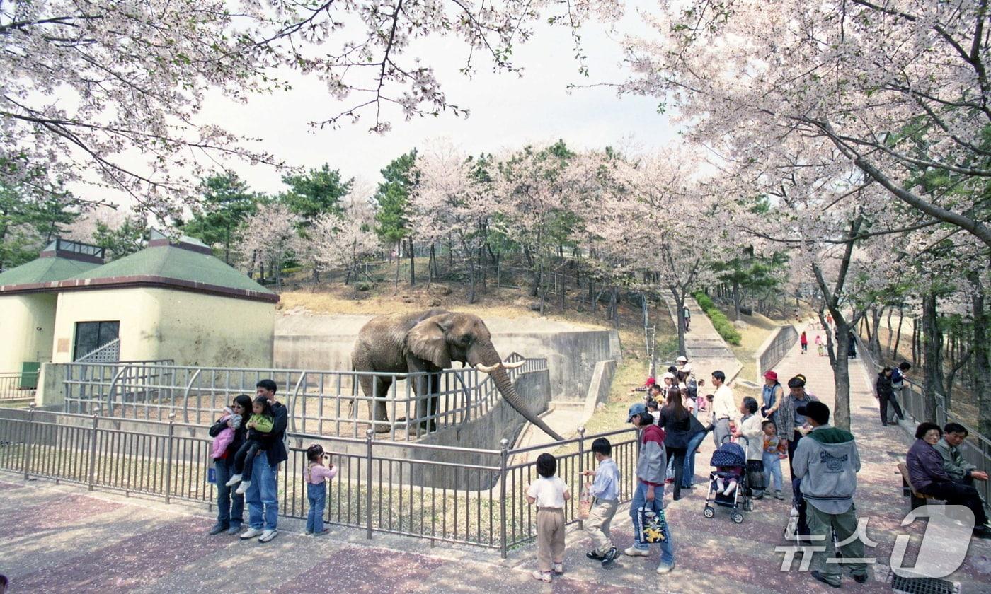 본문 이미지 - 1993년 5월 진주 진양호 동물원의 코끼리(진주시 제공. 재판매 및 DB금지).