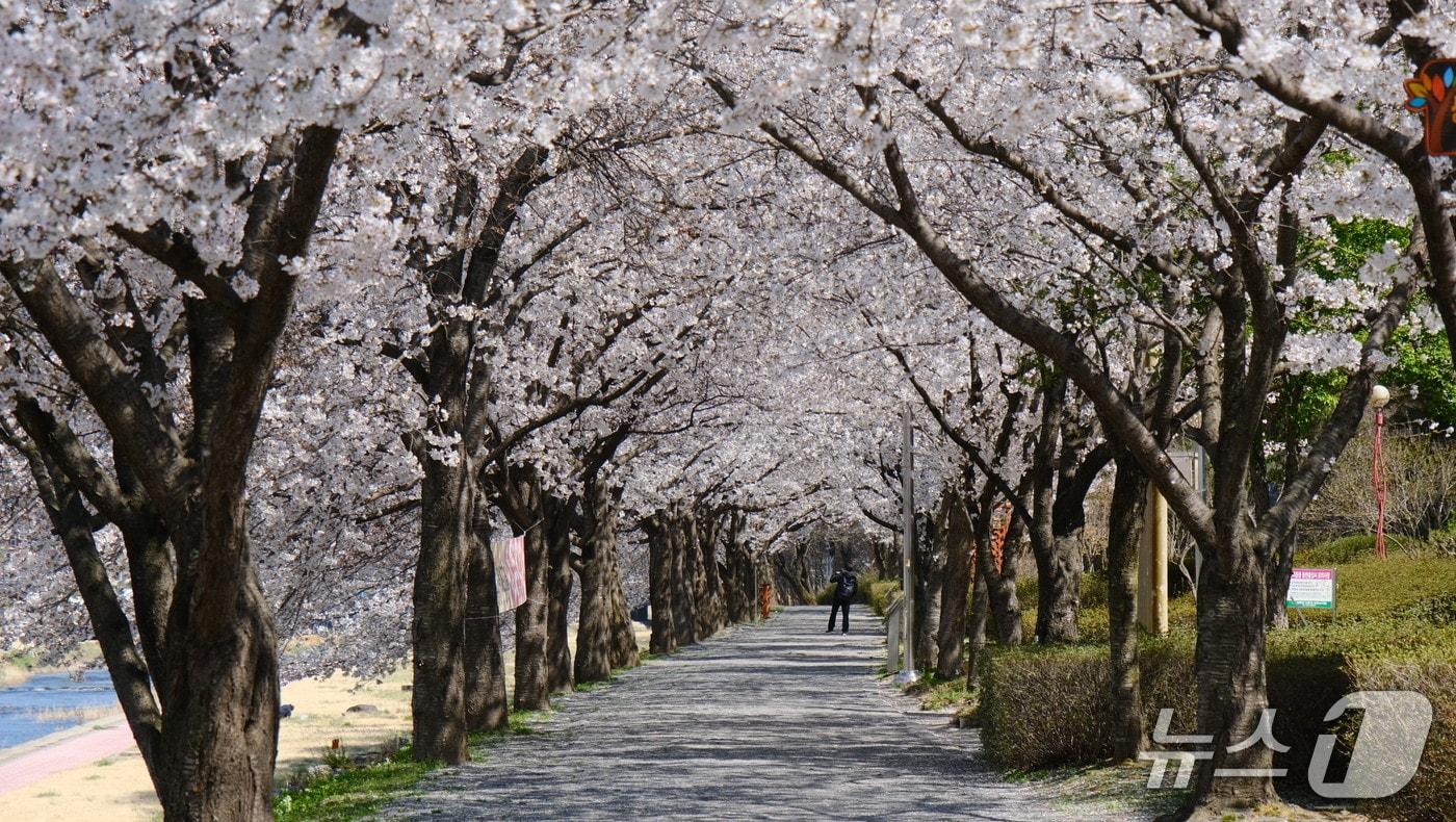 본문 이미지 - 영동군 영동읍  영동천변 벚꽃길 (영동군 제공. 재판매 및 DB금지)
