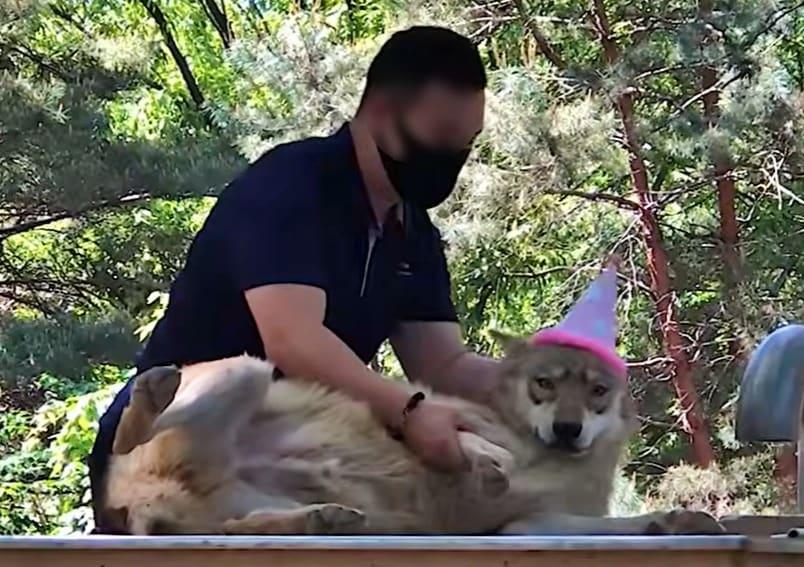 본문 이미지 - 사육사와 교감하고 있는 늑대(오월드 유튜브 갈무리) ⓒ 뉴스1