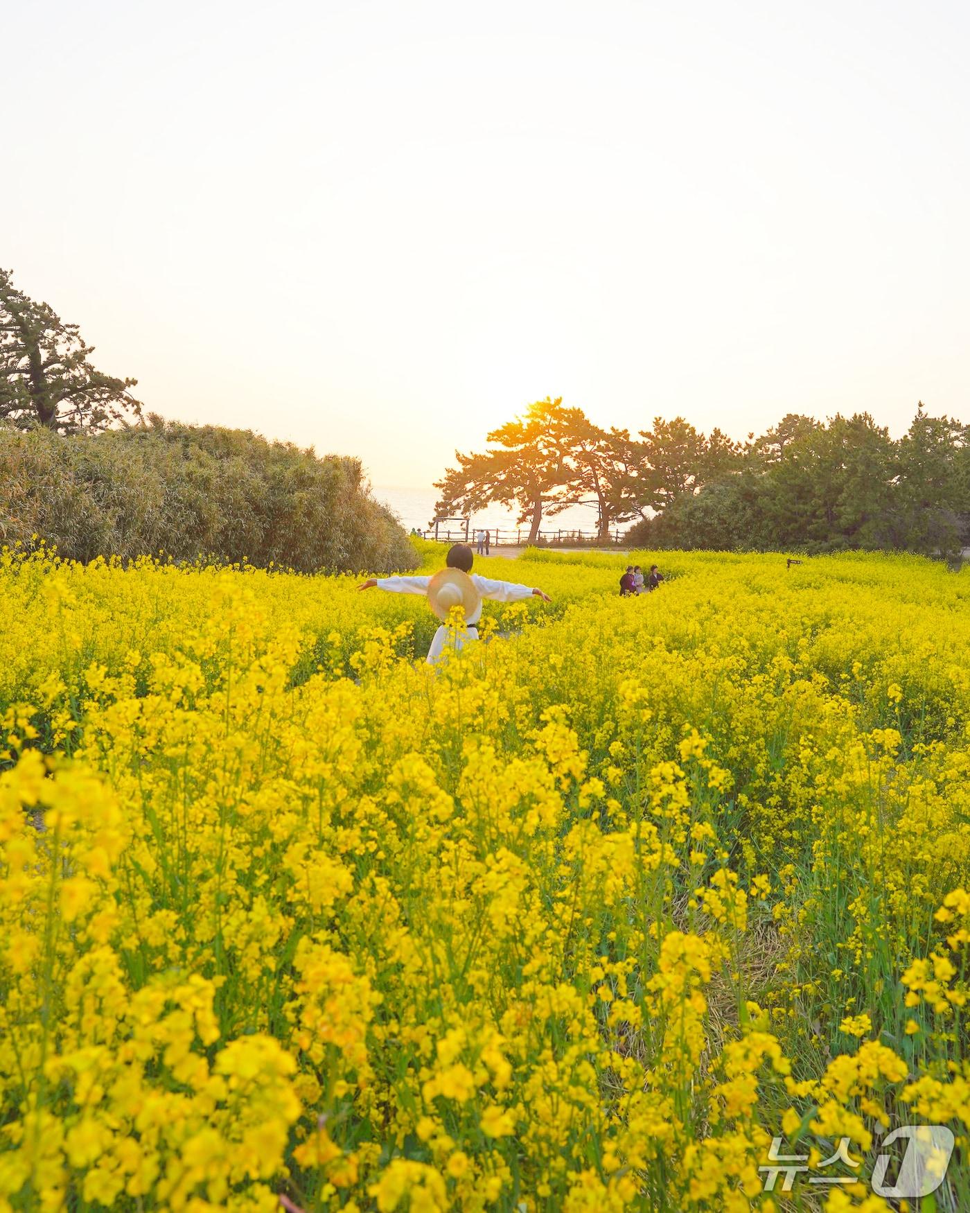 본문 이미지 - 전북 부안군 변산면 수성당 일대에 노란 유채꽃이 만개해 장관을 연출하고 있다.(부안군 제공. 재판매 및 DB금지)