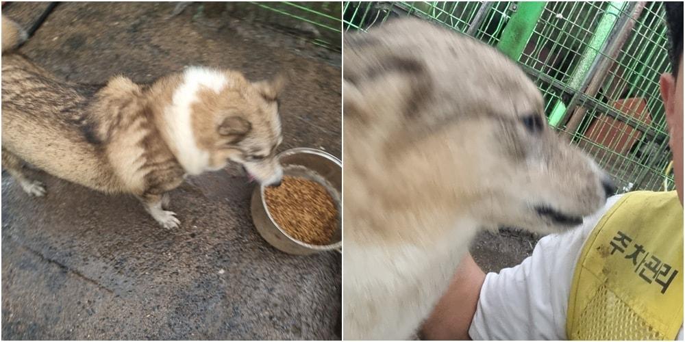 본문 이미지 - 금산 소재 민간 동물보호소 엔젤홈 하우스에서 보호 중인 늑대개 예훈.(엔젤홈하우스 제공) ⓒ 뉴스1