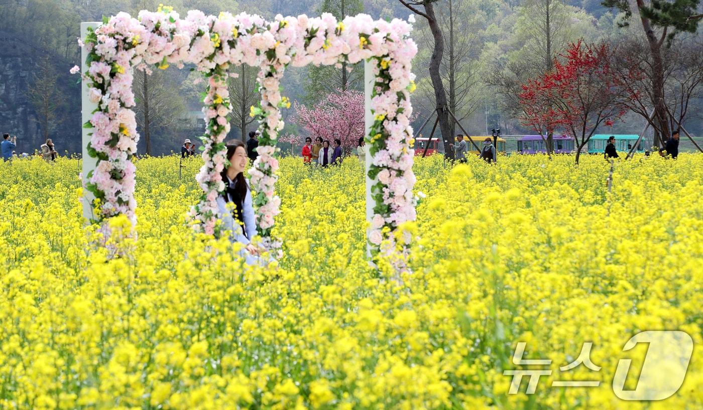 본문 이미지 - 창녕 낙동강 유채축제. <자료사진> 2026.4.10 ⓒ 뉴스1 윤일지 기자