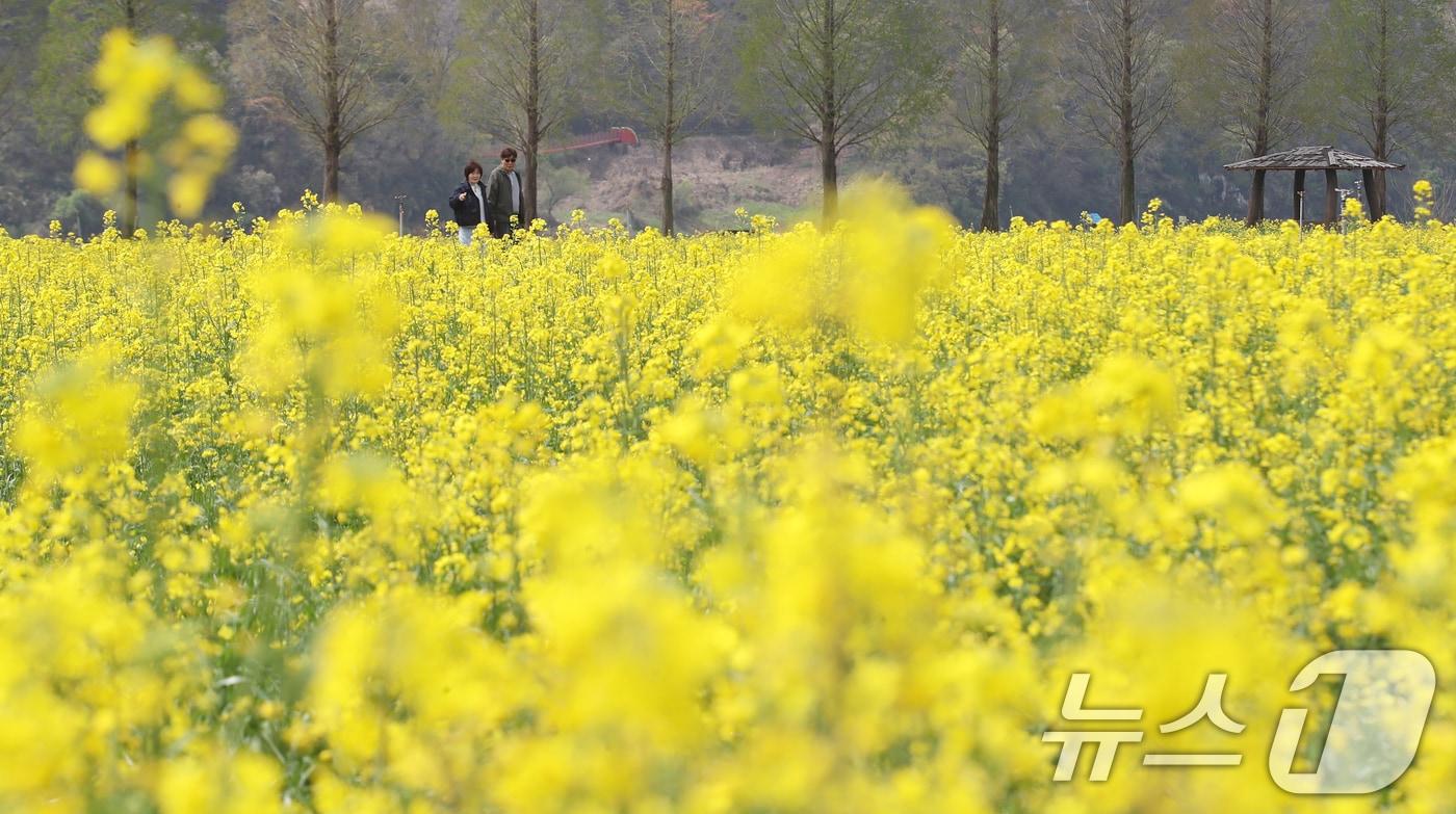본문 이미지 - 포근한 봄 날씨를 보인 10일 경남 창녕군 남지읍 창녕낙동강유채단지에서 열린 '제21회 창녕 낙동강유채축제'를 찾은 상춘객이 봄기운을 봄기운을 만끽하고 있다. 제21회 창녕 낙동강유채축제는 오는 12일까지 진행된다. 2026.4.10 ⓒ 뉴스1 윤일지 기자