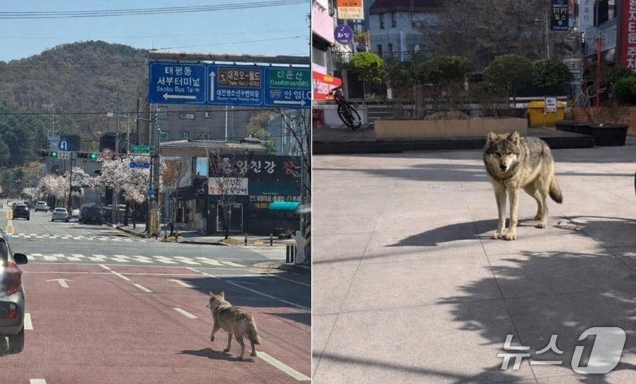 본문 이미지 - 오월드 늑대 탈출 초기 소방당국에 제보된 사진(왼쪽)과 대전 서구 괴정동 일대에 늑대가 나타났다며 제공된 제보사진. 모두 합성 이미지로 추정된다. (재판매 및 DB금지)  /뉴스1