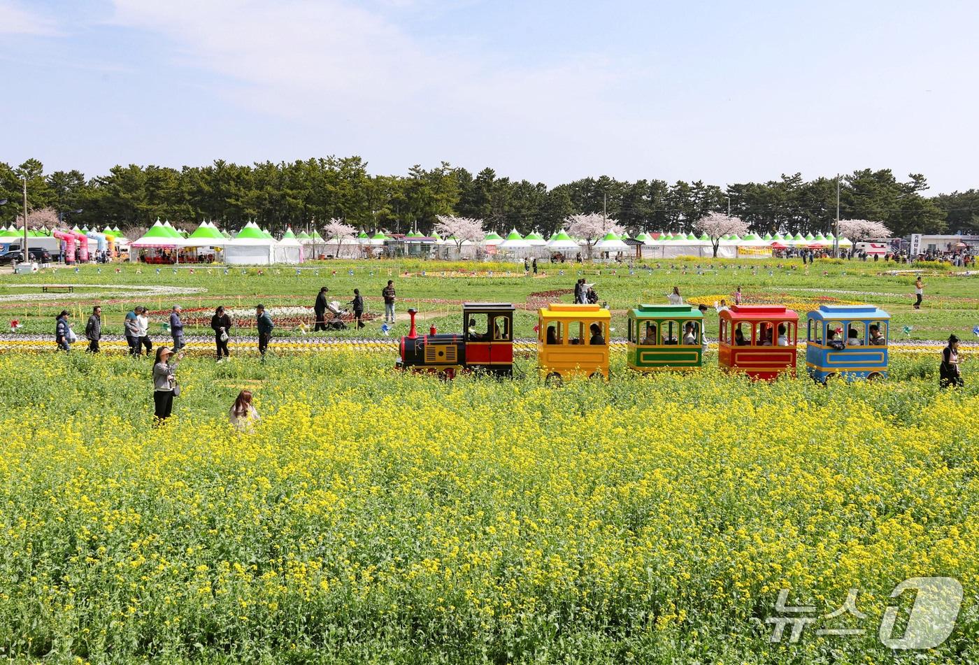본문 이미지 - 삼척 맹방 유채꽃 축제장.(삼척시 제공, 재판매 및 DB 금지)