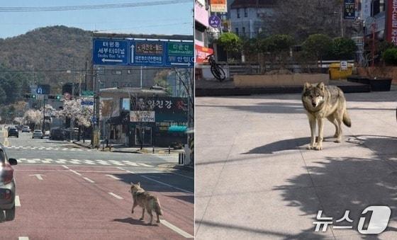 본문 이미지 - 오월드 늑대 탈출 초기 소방당국에 제보된 사진(왼쪽)과 대전 서구 괴정동 일대에 늑대가 나타났다며 제공된 제보사진. 모두 합성 이미지로 추정된다. (재판매 및 DB금지) /뉴스1