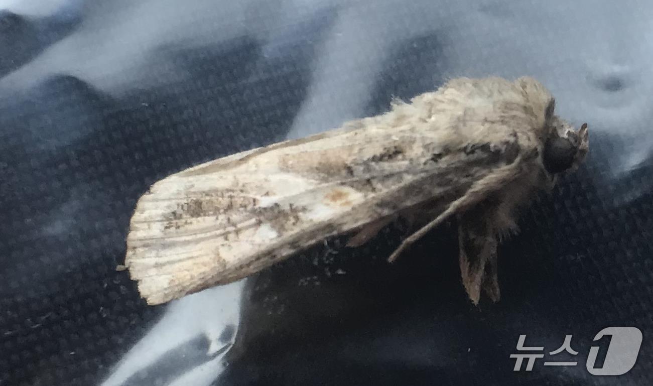 본문 이미지 - 열대거세미나방.(제주도 농업기술원 제공. 재판매 및 DB 금지)/뉴스1 