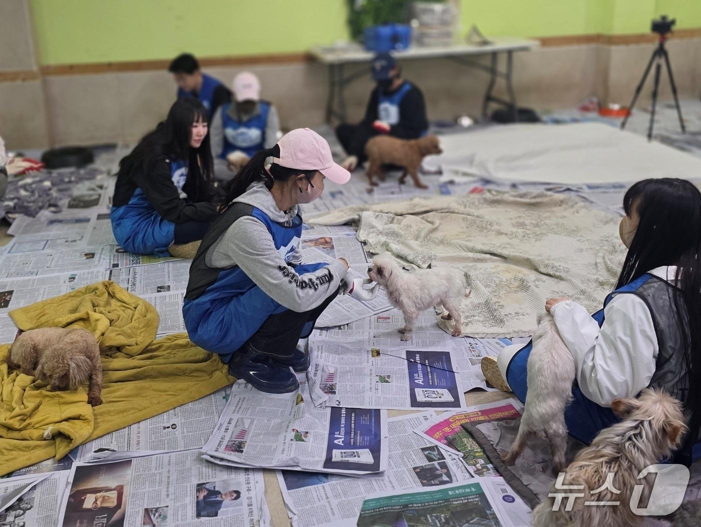 본문 이미지 - 동물보호소 봉사활동을 하고 있는 블루엔젤(내추럴발란스 제공) ⓒ 뉴스1