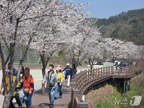 본문 이미지 - 11일 오전 11시께 나들이객들이 전북 임실군 옥정호로 향하는 길을 걷고 있다.2026.4.11/뉴스1 문채연 기자