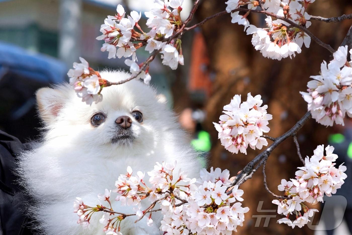 본문 이미지 - 지난 11일 강원 인제군 인제읍 상동리 일원에서 열린 제8회 골목문화제'봄봄봄, 인제로 봄!'에서 강아지가 벚꽃과 함께 즐거운 시간을 보내고 있다. (인제군 제공. 재판매 및 DB금지) 
