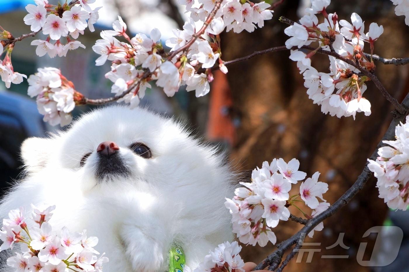 본문 이미지 - 11일 강원 인제군 인제읍 상동리 일원에서 열린 제8회 골목문화제'봄봄봄, 인제로 봄!'에서 강아지가 벚꽃과 함께 즐거운 시간을 보내고 있다. (인제군 제공. 재판매 및 DB금지) 2026.4.11 ⓒ 뉴스1 이종재 기자