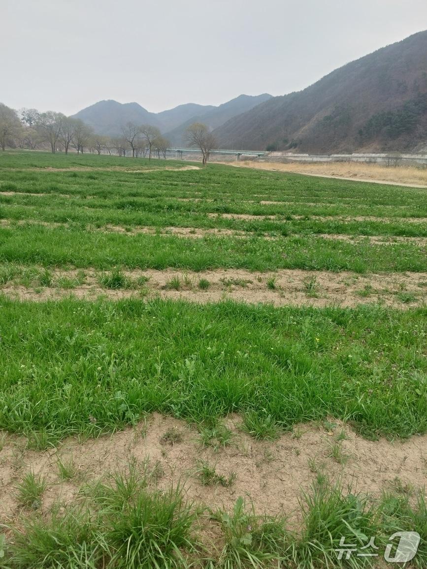본문 이미지 - 충북 옥천군  동이면 금강 수변친수공원 일원 유채꽃 단지에  잡초만 무성하게 자랐다.  2026.4.12 /뉴스1