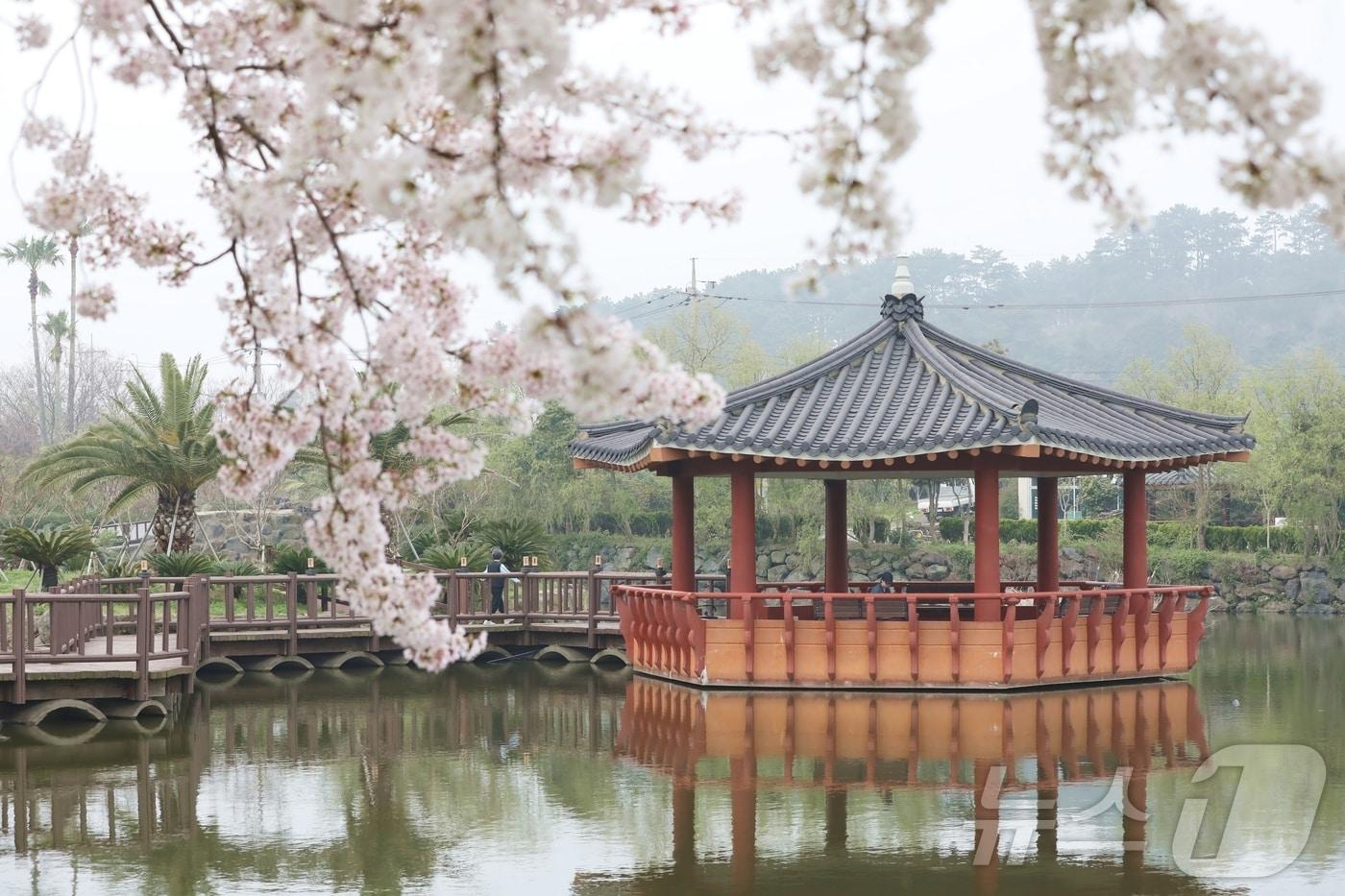 본문 이미지 - 12일 오전 제주 제주시 애월읍 하가리 연화못에서 시민이 벚꽃 핀 풍경을 즐기며 산책하고 있다. 이날 제주도의 낮 최고기온은 17~20도로 예상되며 저녁부터 비 날씨가 예보됐다.2026.4.12 ⓒ 뉴스1 홍수영 기자