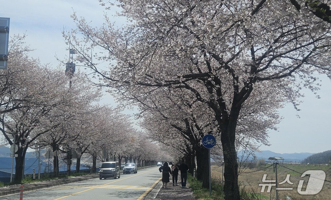 본문 이미지 - 5회 청남면 토마토·벚꽃 문화축제장 옆 국도 변에 늘어선 벚꽃길.2026.4.12/뉴스1