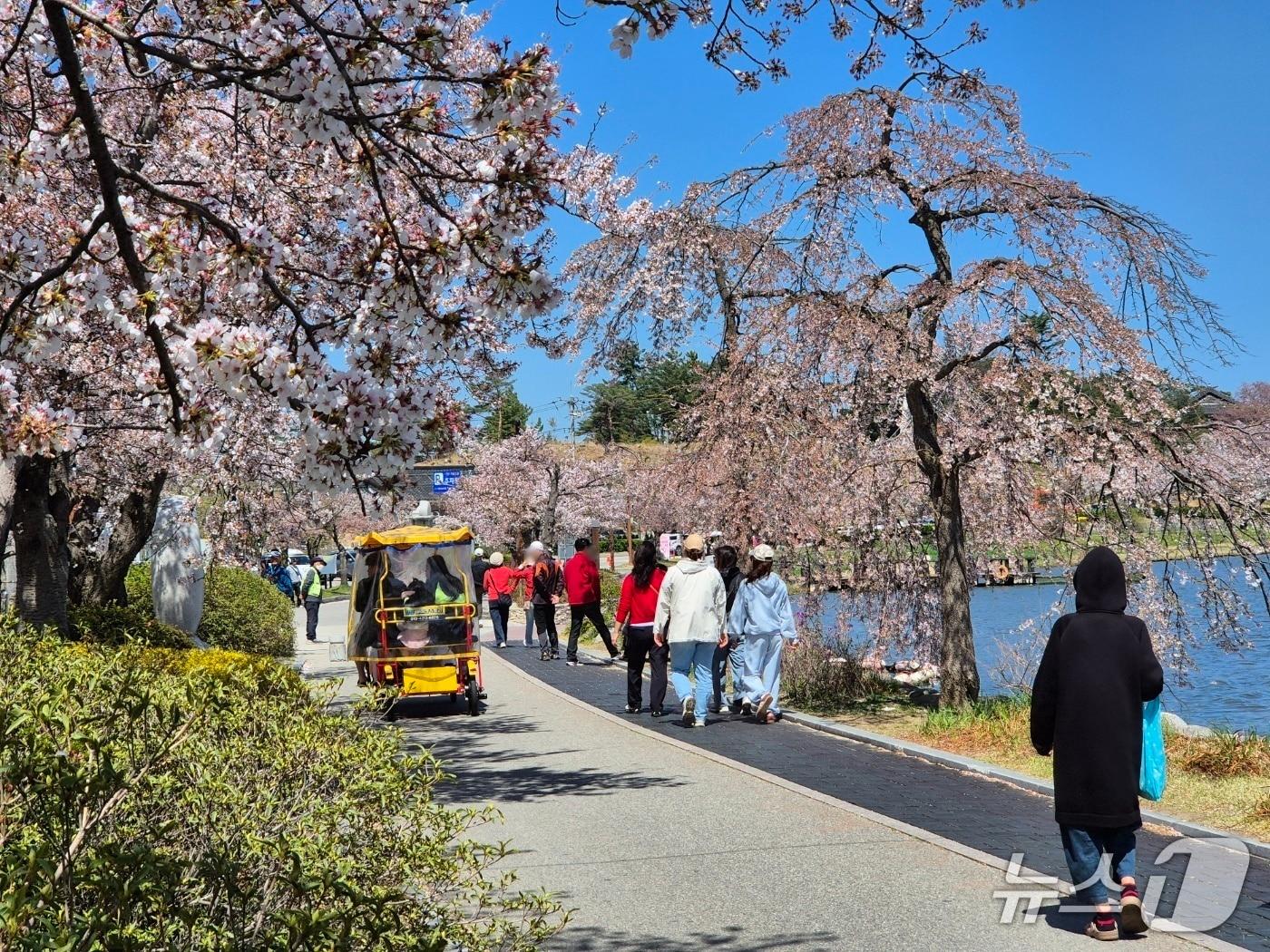 본문 이미지 - 일요일인 12일 강원 강릉 경포호에 벚꽃을 즐기려는 상춘객들로 가득하다. 2026.4.12/뉴스1 윤왕근 기자