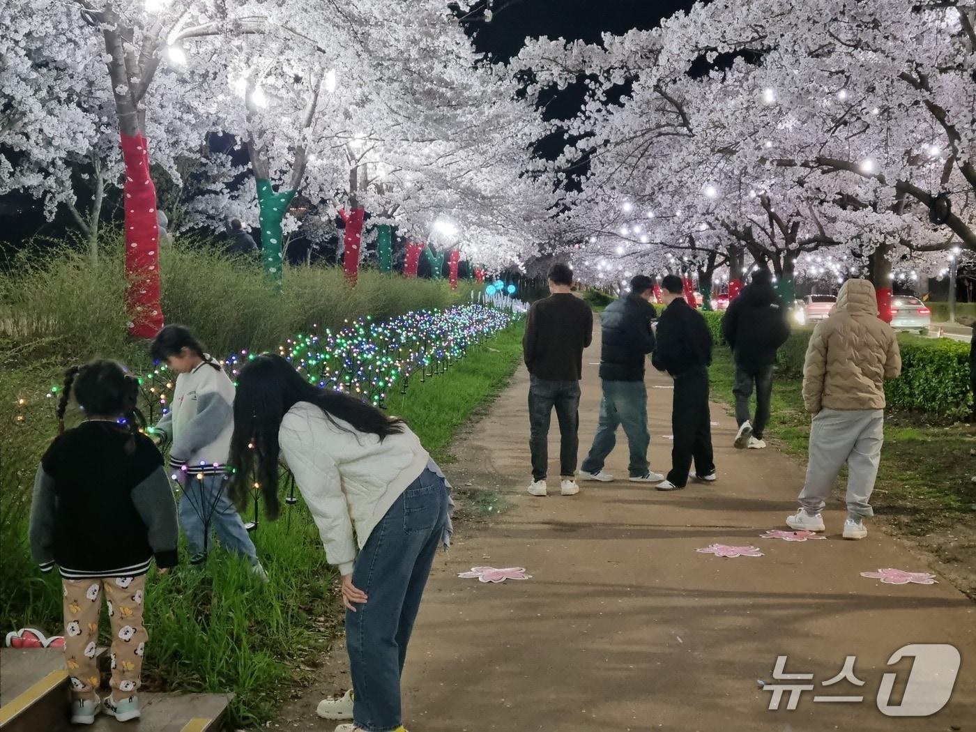 본문 이미지 - 경포벚꽃축제 현장.(강릉시 제공, 재판매 및 DB 금지) 2026.4,12/뉴스1