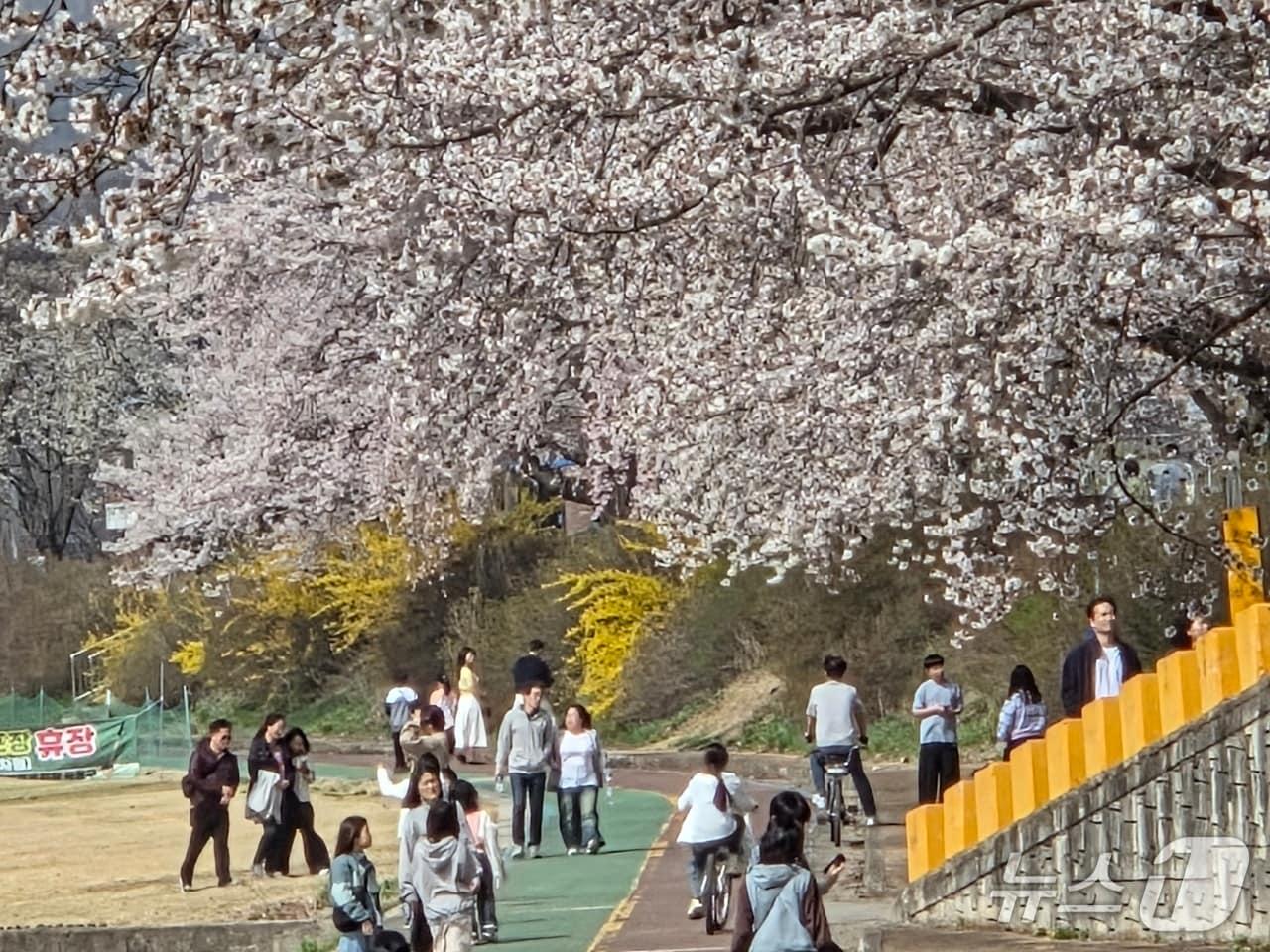 본문 이미지 - 충북 청주시 상당구 미원면 미원천 변 벚꽃길을 찾은 시민들이 즐거운 한때를 보내고 있다.  2026.4.12 /뉴스1 장인수 기자 