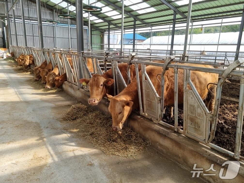 본문 이미지 - 강원 양양군의 한우농가. 기사 이해를 돕기 위한 자료사진.(양양군 제공, 재판매 및 DB 금지)