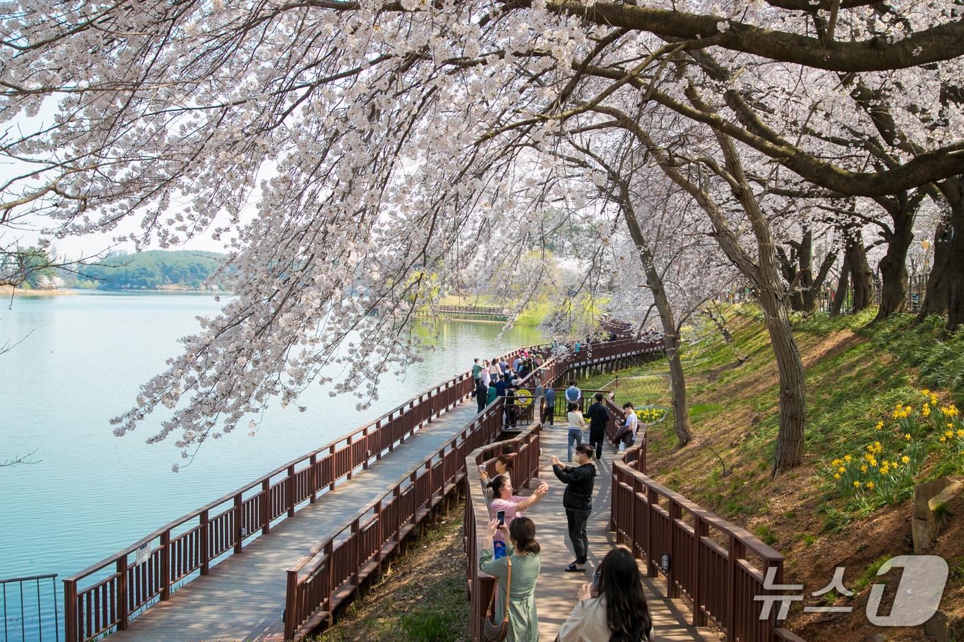 본문 이미지 - 벚꽃이 화사하게 핀 군산 은파호수공원에 관광객의 발길이 이어졌다.(군산시 제공. 재판매 및 DB 금지)