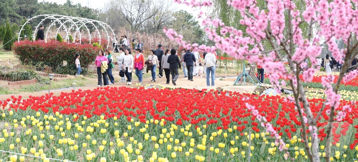 본문 이미지 - 포근한 봄 날씨를 보인 12일 전북 익산시 신흥공원을 찾은 나들이객들이 만개한 튤립을 따라 거닐며 봄 정취를 만끽하고 있다. 2026.4.12 ⓒ 뉴스1 유경석 기자