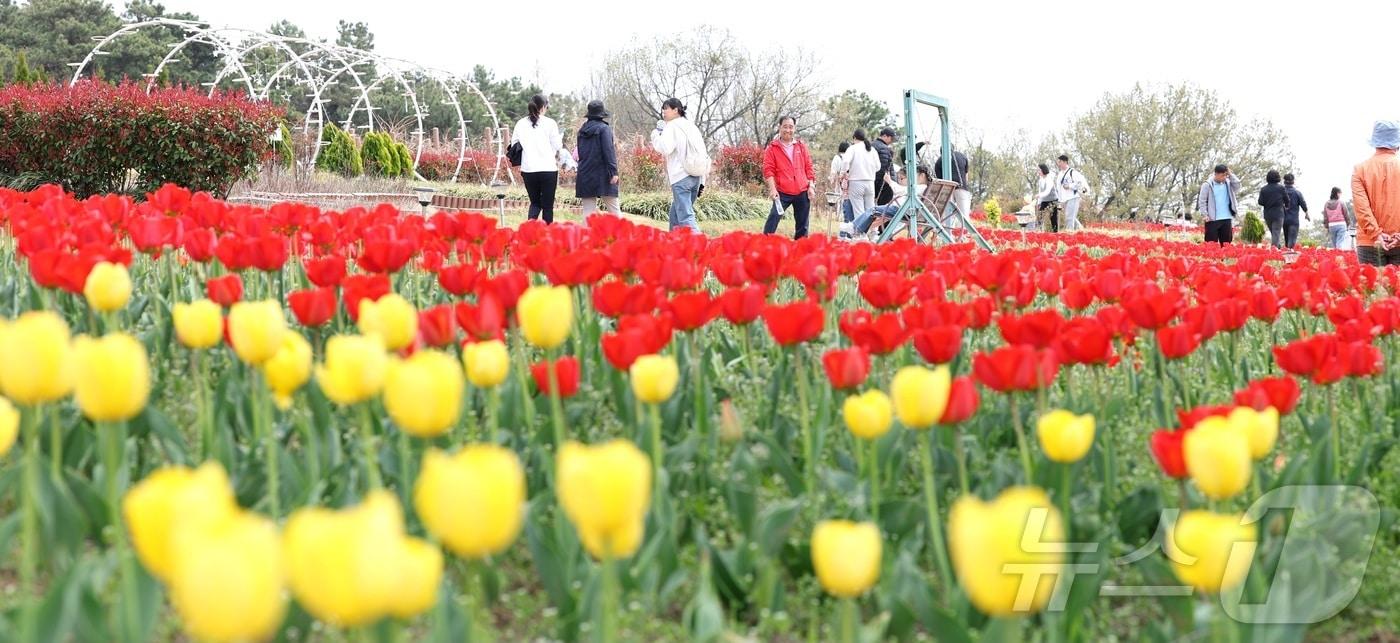 본문 이미지 - 포근한 봄 날씨를 보인 12일 전북 익산시 신흥공원을 찾은 나들이객들이 만개한 튤립을 따라 거닐며 봄 정취를 만끽하고 있다. 2026.4.12 ⓒ 뉴스1 유경석 기자