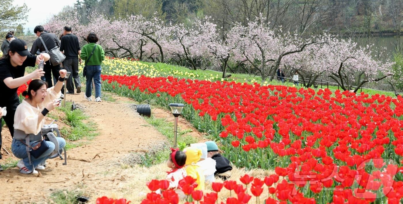 본문 이미지 - 포근한 봄 날씨를 보인 12일 전북 익산시 신흥공원을 찾은 나들이객들이 만개한 튤립을 따라 거닐며 봄 정취를 만끽하고 있다. 2026.4.12 ⓒ 뉴스1 유경석 기자