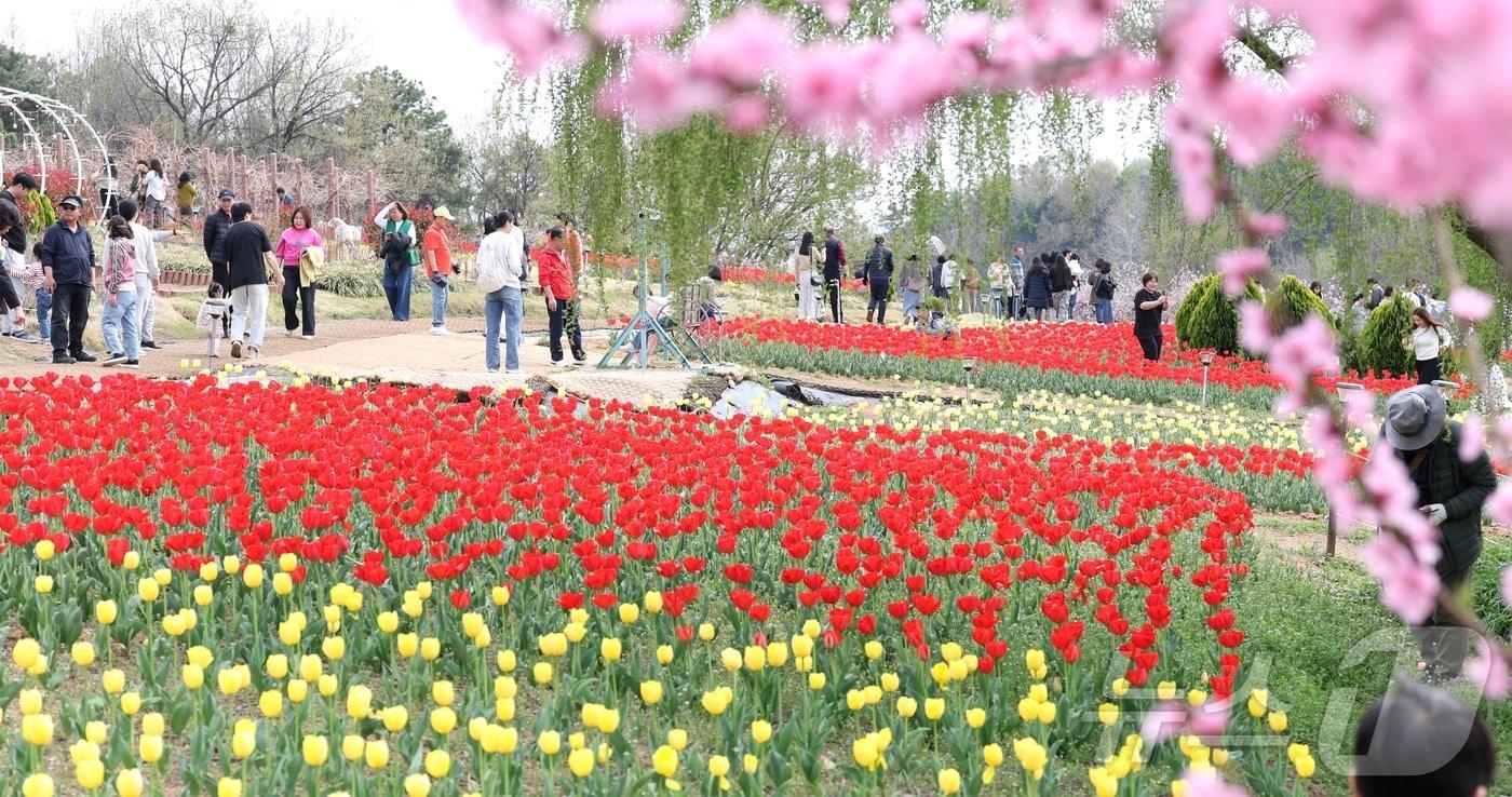 본문 이미지 - 포근한 봄 날씨를 보인 12일 전북 익산시 신흥공원을 찾은 나들이객들이 만개한 튤립을 따라 거닐며 봄 정취를 만끽하고 있다. 2026.4.12 ⓒ 뉴스1 유경석 기자