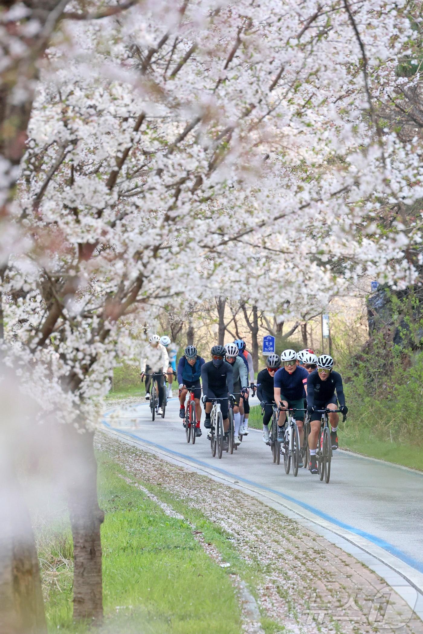본문 이미지 - 지난11일 전북 임실군에서 열린 '2026 옥정호 그란폰도,메디오폰도' 자전거 대회에서 참가자들이 활짝 핀 벚꽃길을 달리고 있다.(임실군제공, 재판매 및 DB금지)2026.4.12 ⓒ 뉴스1 김동규 기자