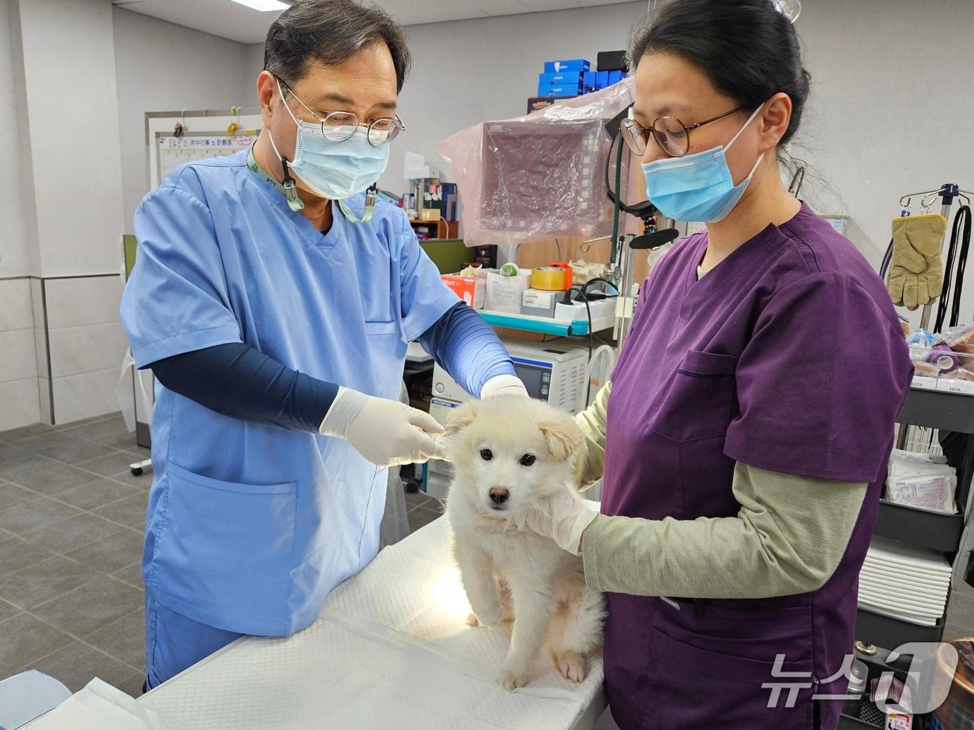 본문 이미지 - 용인시의 한 동물병원에서 반려견에게 광견병 예방접종을 하고 있는 모습.(용인시 제공)