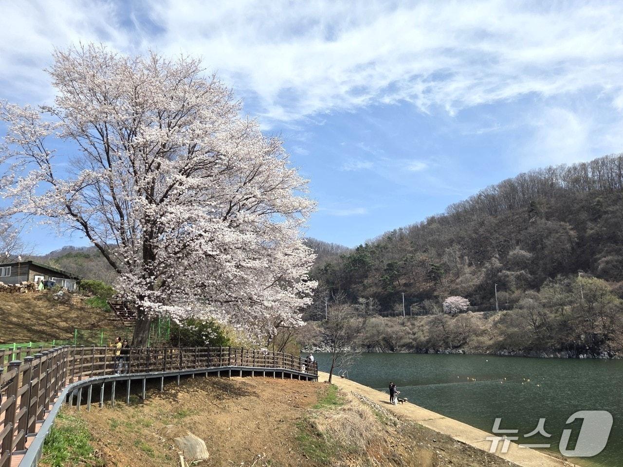 본문 이미지 - 푸른 하늘 아래 충북 보은군 회남면 일대 대청호와 벚꽃이 어우러져 한 폭의 수채화를 연상케 하고 있다. 2026.4.12. /뉴스1 장인수 기자 