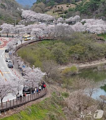 본문 이미지 - '옥정호 벚꽃축제'가 열리고 있는 12일 전북 임실군 옥정호에 벚꽃이 만개해 관광객들의 발길을 사로잡고 있다. (임실군청 제공. 재판매 및 DB 금지) 2026.4.12 ⓒ 뉴스1 유경석 기자