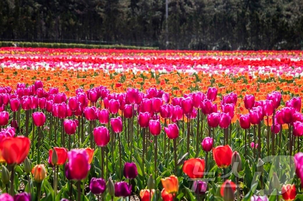 본문 이미지 - 신안군, 제16회 섬 튤립축제 개막 (신안군 제공. 재판매 및 DB금지) ⓒ 뉴스1 