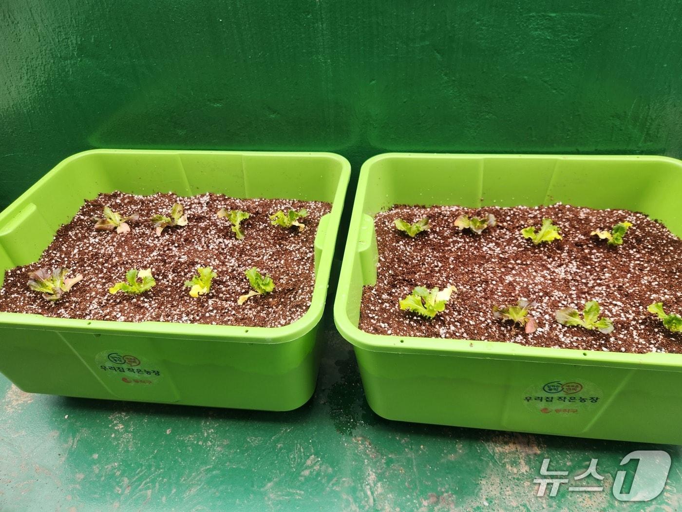 본문 이미지 - 분양 '상자텃밭'.(동작구 제공)