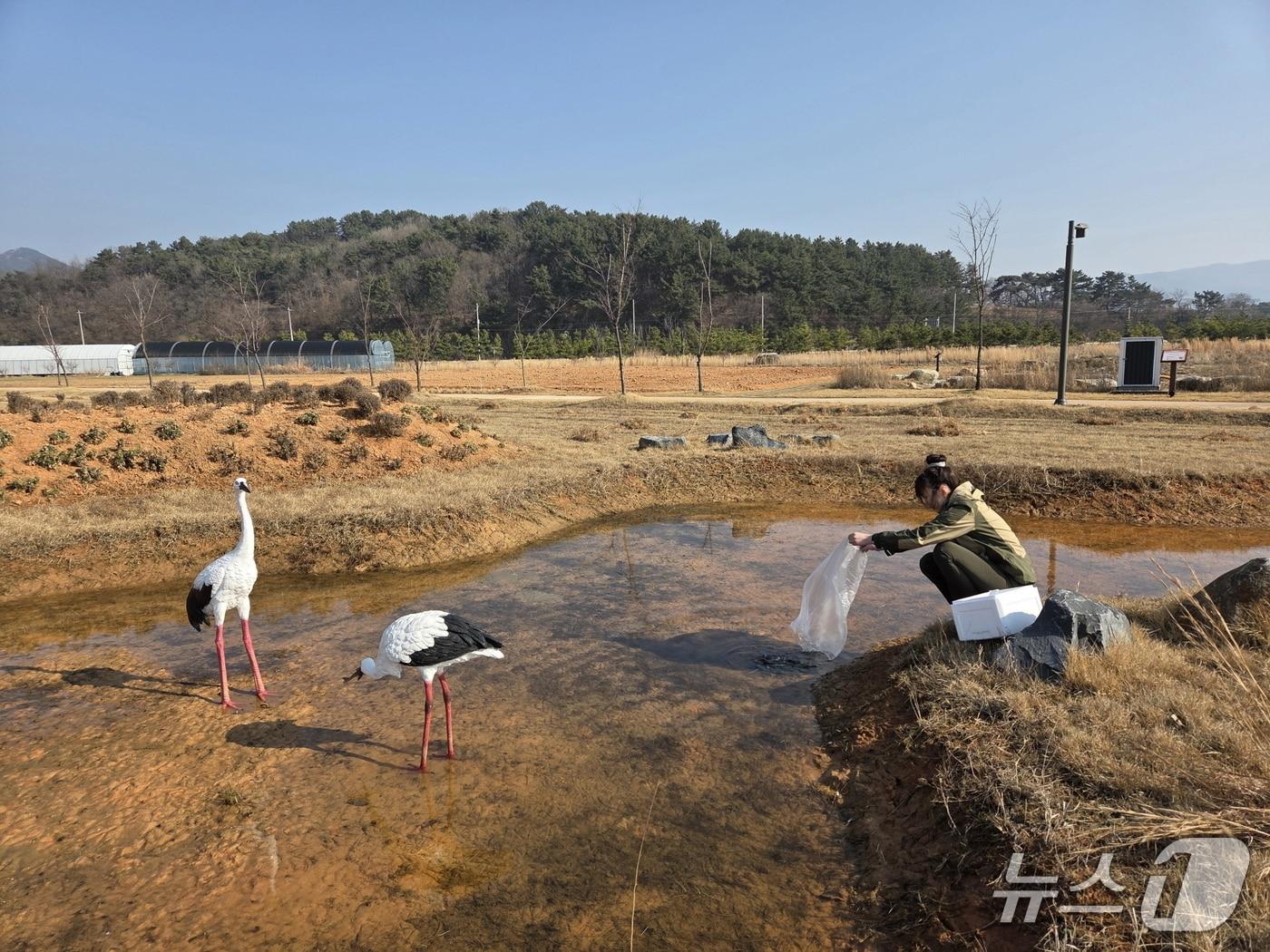 본문 이미지 - 전북 부안 새만금환경생태단지 내에 설치된 황새 모형 둠벙.(국립공원공단 새만금환경생태단지관리단 제공. 재판매 및 DB금지)