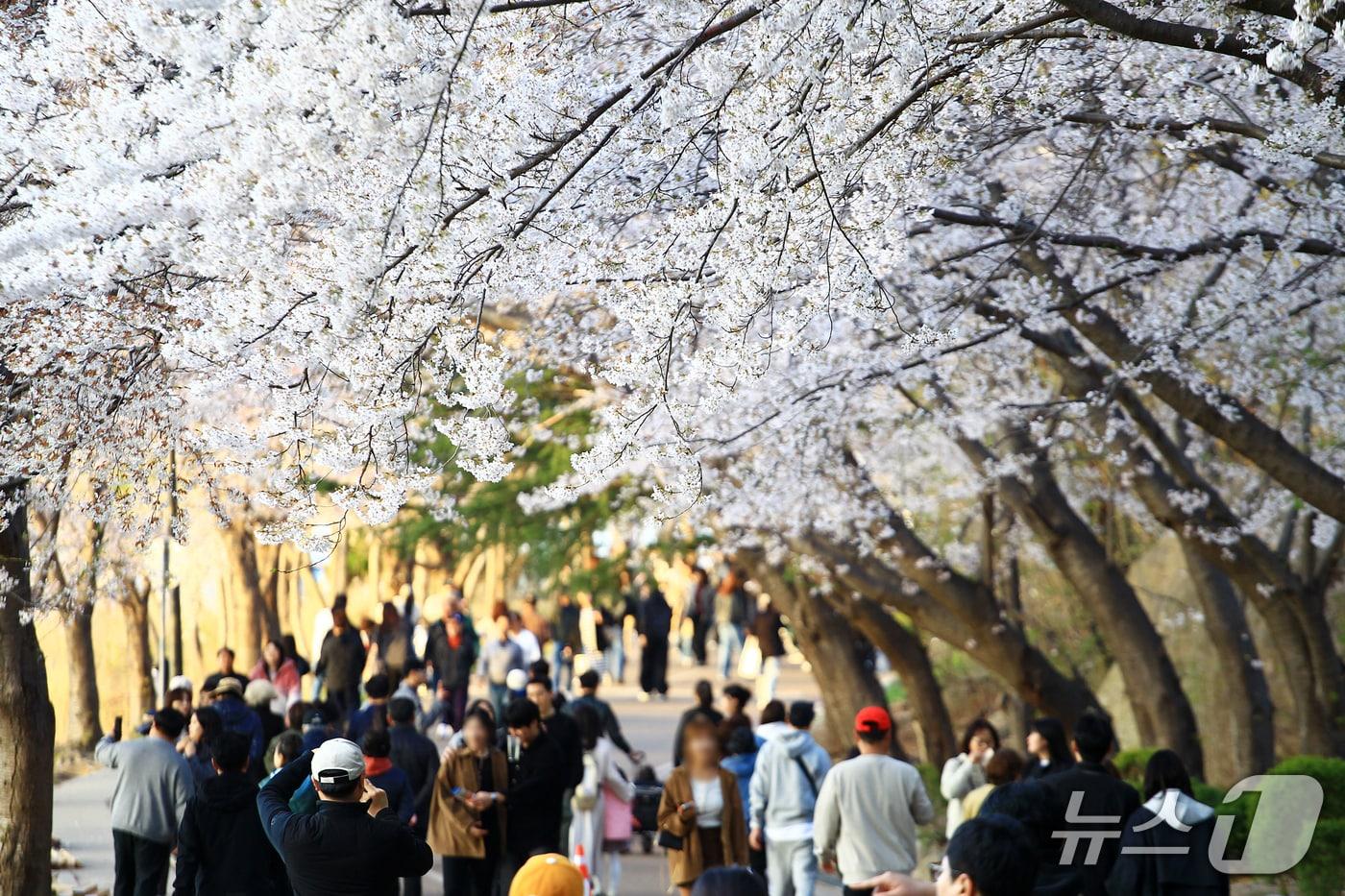 본문 이미지 - 속초 영랑호 벚꽃축제 전경.(속초시 제공, 재판매 및 DB 금지) 2026.4.13/뉴스1