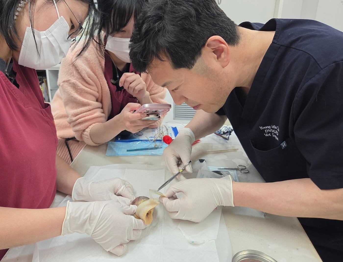 본문 이미지 - 최명민 월드펫동물메디컬센터 원장(오른쪽)이 아프리카 달팽이 진료를 보고 있다. ⓒ 뉴스1