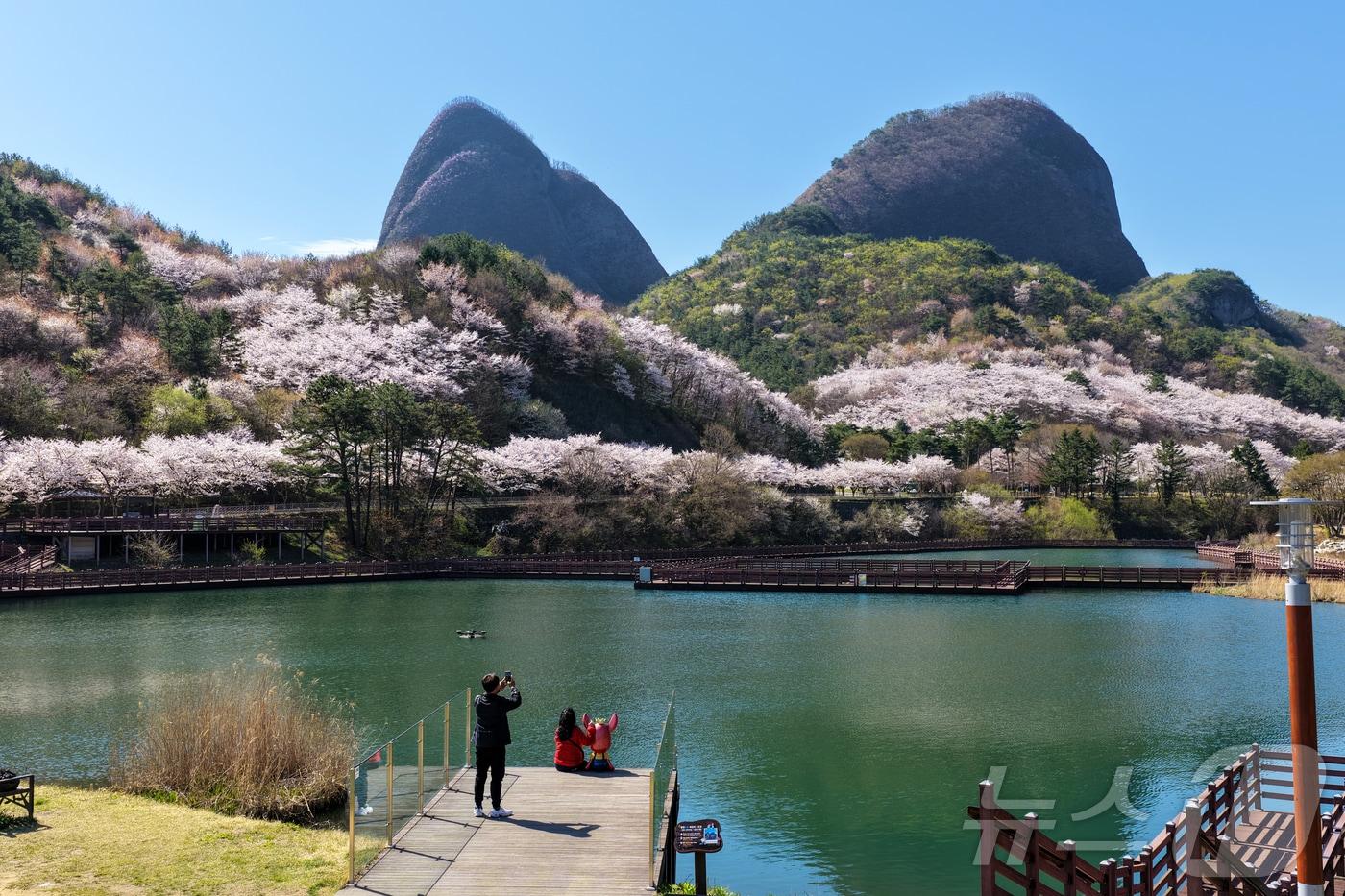 본문 이미지 - 13일 전국에서 벚꽃이 가장 늦게 피는 전북 진안군 마이산이 벚꽃색으로 물이 들었다.(진안군제공, 재판매 및 DB금지)2026.4.13 ⓒ 뉴스1 김동규 기자