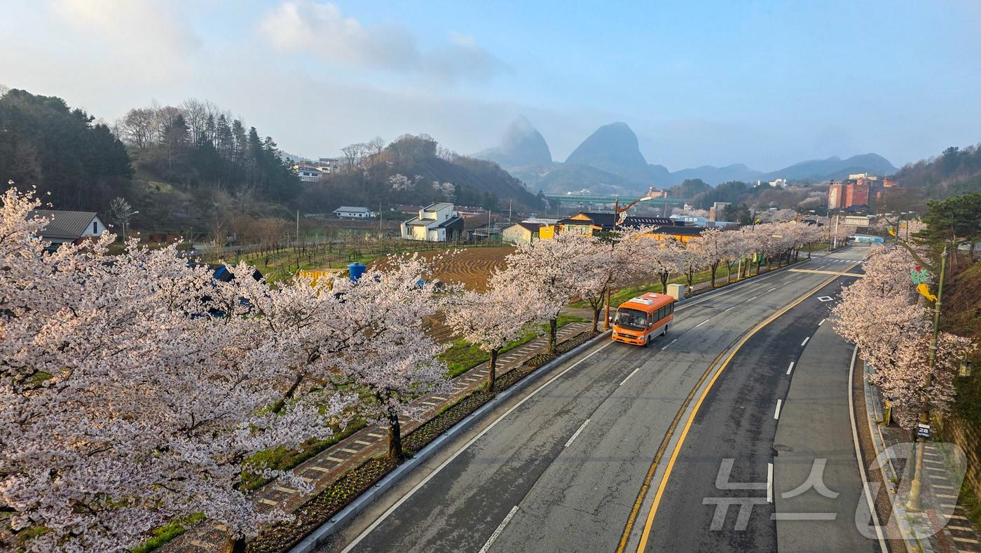 본문 이미지 - 13일 전국에서 벚꽃이 가장 늦게 피는 전북 진안군 마이산이 하얀색으로 물이 들었다. 사진은 마이산 입구.(진안군제공, 재판매 및 DB금지)2026.4.13 /뉴스1