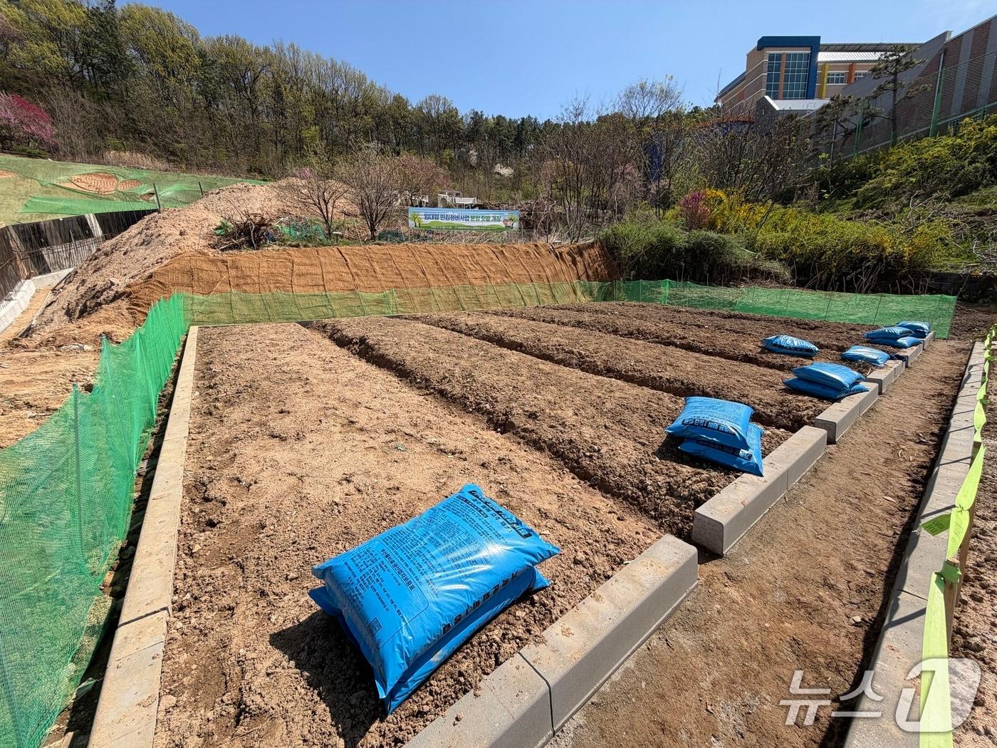 본문 이미지 - 빈집정비사업 부지 텃밭.(중구 제공. 재판매 및 DB금지)/뉴스1