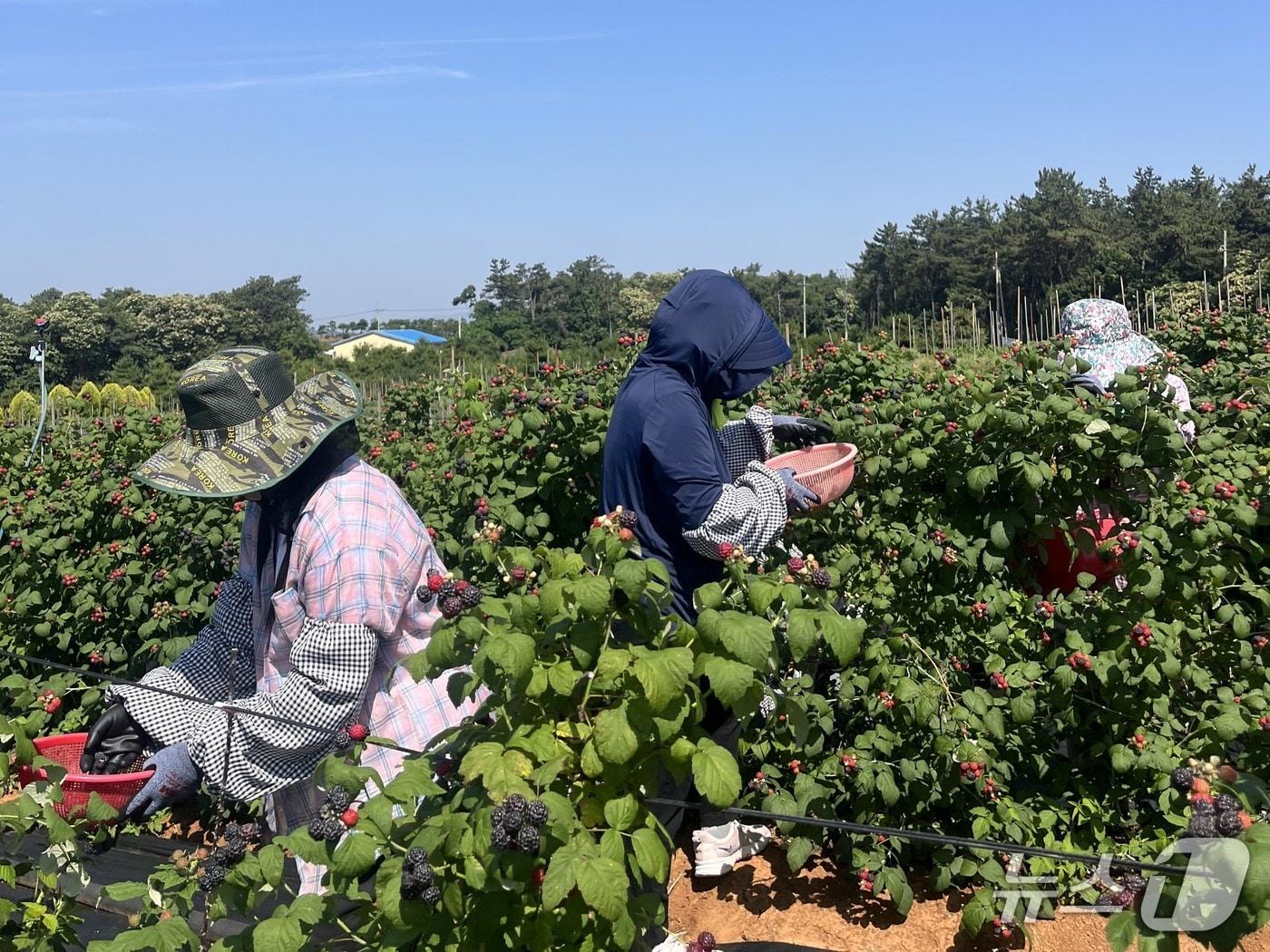 본문 이미지 - 전북 고창군 복분자 농가에서 군민들이 복분자를 수확하고 있다.(고창군 제공. 재판매 및 DB금지)