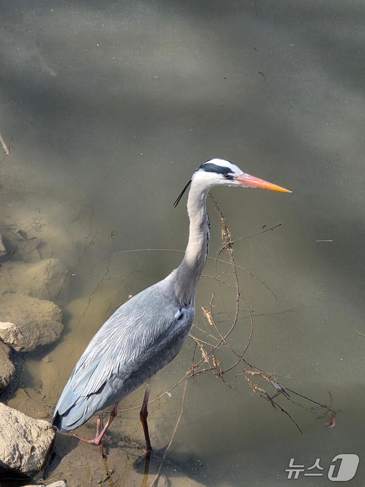 본문 이미지 - 한강에서 발견된 왜가리.(서울시 제공)