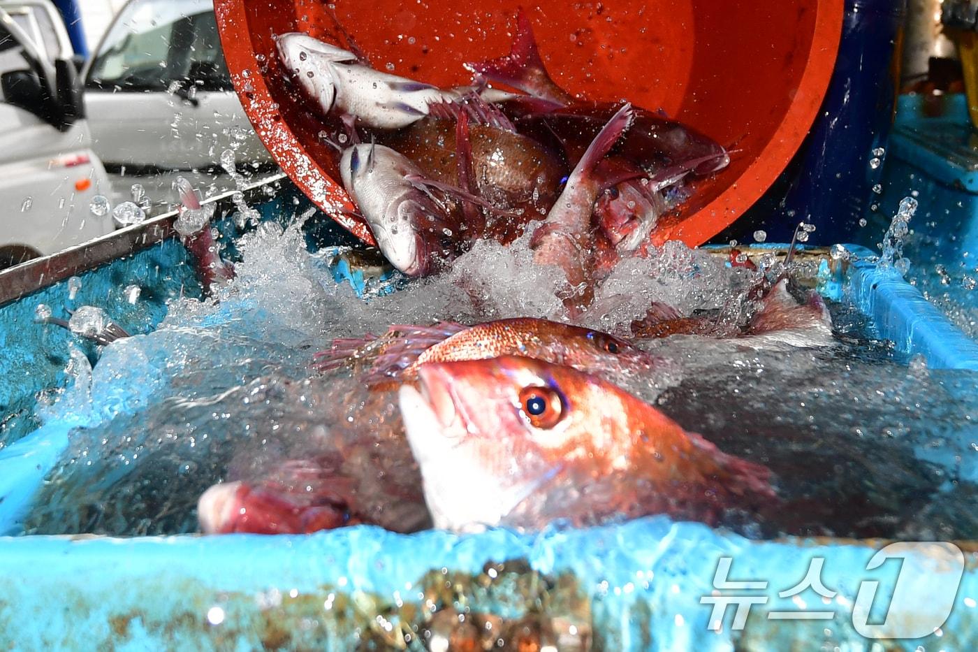 본문 이미지 - 14일 오전 경북 포항시 송도수협 활어위판장에서 한 상인이 참돔을 수족관 차량에 넣고 있다. 2026.4.14 ⓒ 뉴스1 최창호 기자