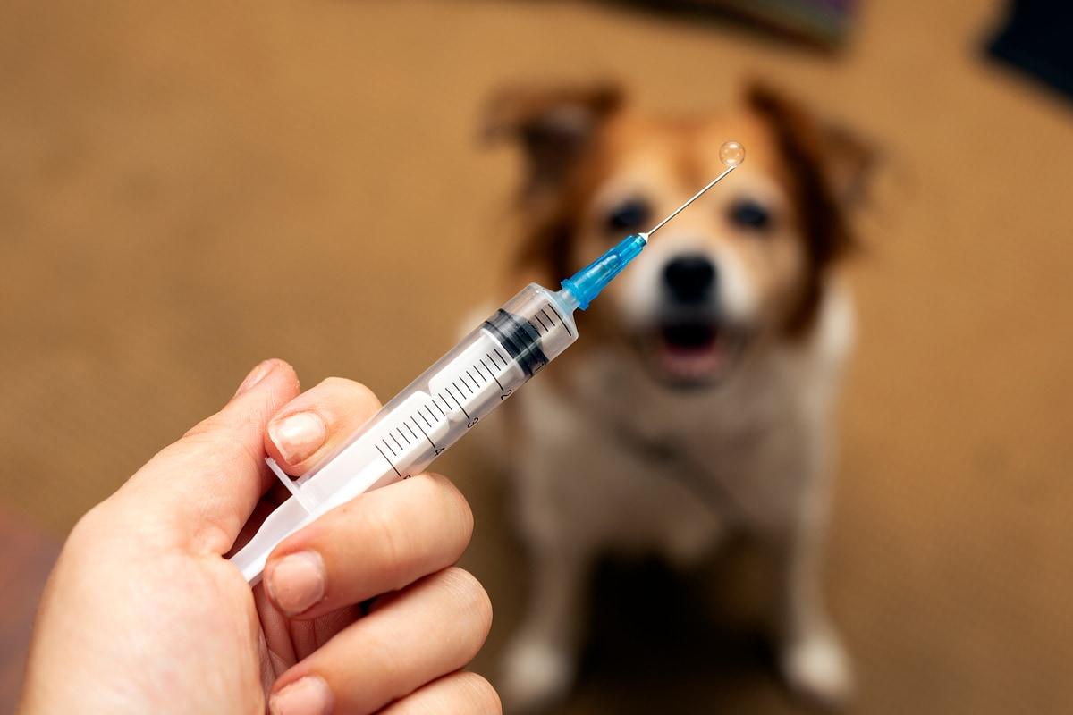 본문 이미지 - 중동발 리스크로 반려동물 의료제품 수급 불안 우려가 커지면서 대한수의사회가 비상 대응 체계를 가동하고 정부와 함께 대책 마련에 나섰다(사진은 기사 내용과 무관함, 클립아트코리아). ⓒ 뉴스1