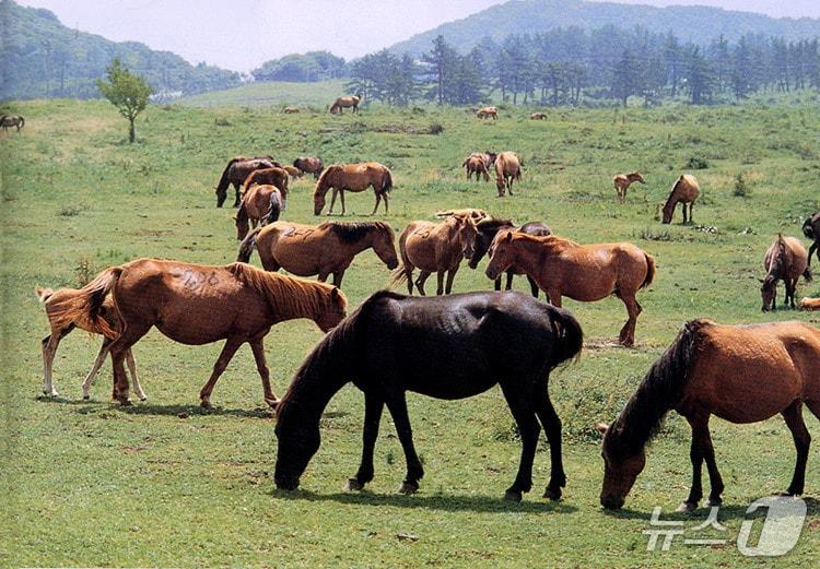본문 이미지 -  제주마.(제주도청 제공. 재판매 및 DB 금지)/뉴스1