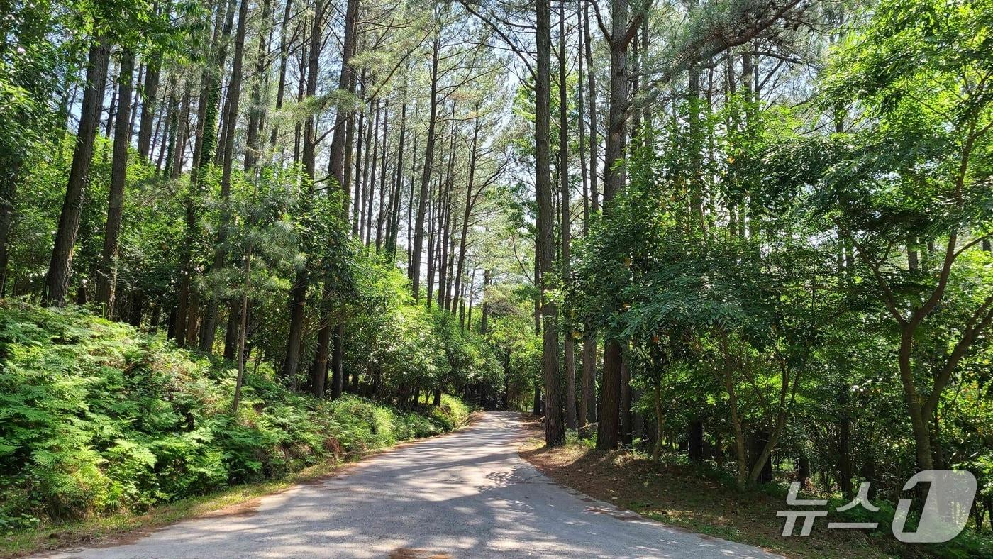 본문 이미지 - 전라남도 장흥군 장흥읍 평화리 억불산 임도(산림청 제공.재판매 및 DB금지)/뉴스1