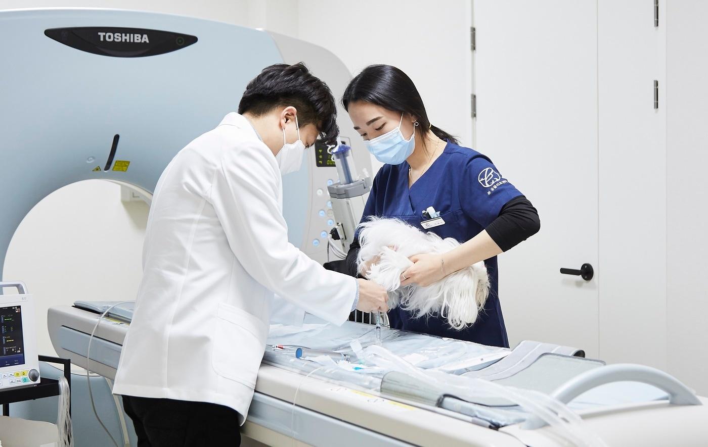 본문 이미지 - 반려견 정기 건강검진을 통한 추적 관찰로 신장 종양을 조기에 발견한 사례가 공개됐다. 사진은 본동물의료센터에서 CT 검사를 진행하는 모습(병원 제공) ⓒ 뉴스1